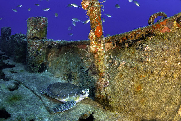 Anguilla Guide: Spanish Shipwreck